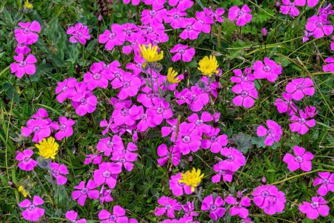 Wood pink