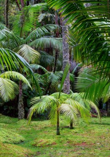 Tree ferns