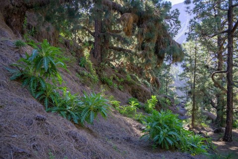 Canary island pine