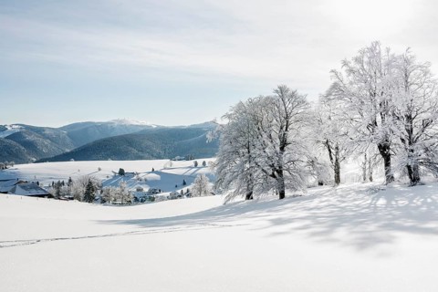 Snow-covered beech trees