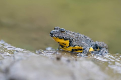 Yellow-bellied toad