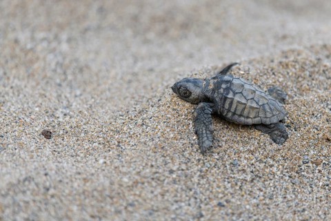 Loggerhead sea turtle
