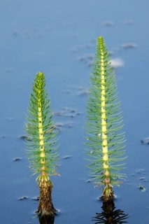 Common common mare's tail