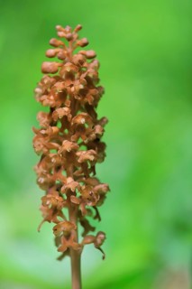Brownish bird's-nest orchid