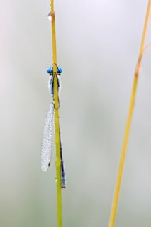Azure damselfly