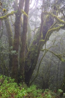 Laurel Forest