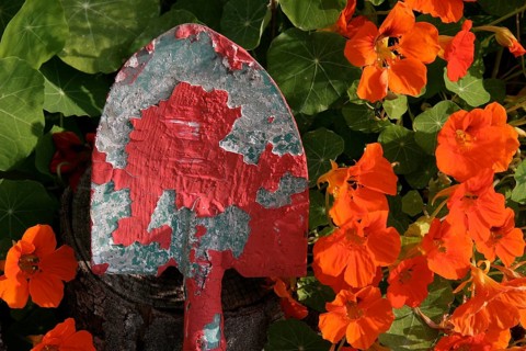 Shovel with red paint residue in front of flowering nasturtium