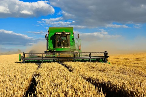 Combine harvester in a cornfield harvesting barley