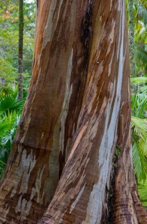 Blue Eucalyptus
