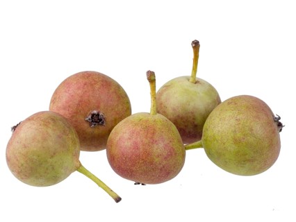 Pear variety Summerblood pear