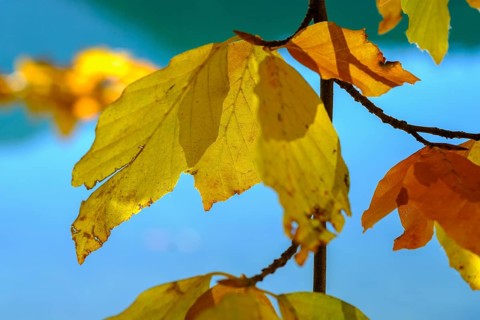 Colourful autumn leaves at Alatsee near Fuessen