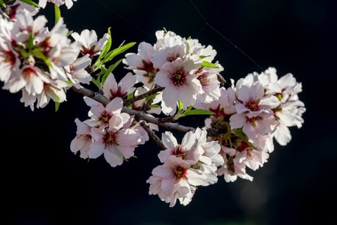Flowering almond tree