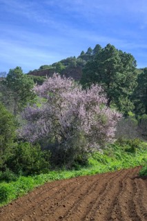 Freshly ploughed field and flowering almond tree