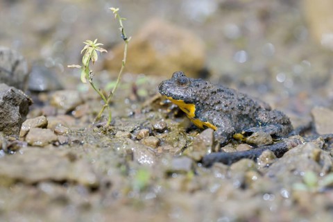 Yellow-bellied toad