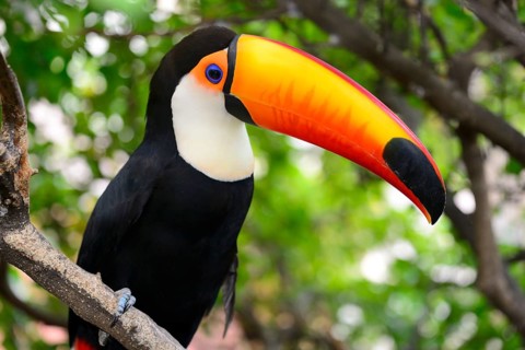 Toco toucan