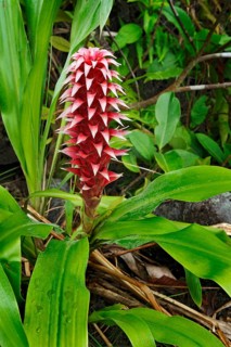 Bromelia blossom in the Volcano Arenal National Park
