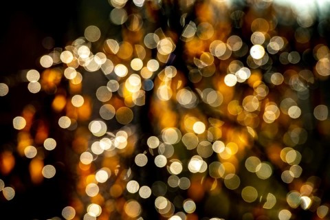 Colourful autumn leaves against the light