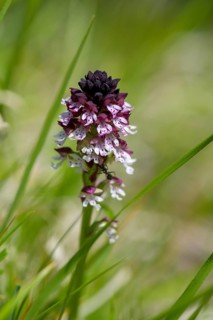 Burnt-tip orchid