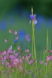 Siberian iris