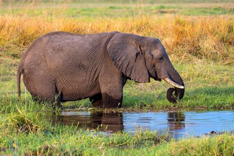 African elephant