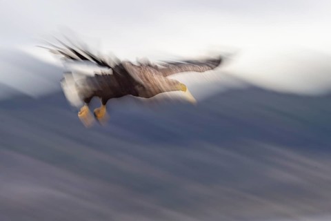 White-tailed eagle