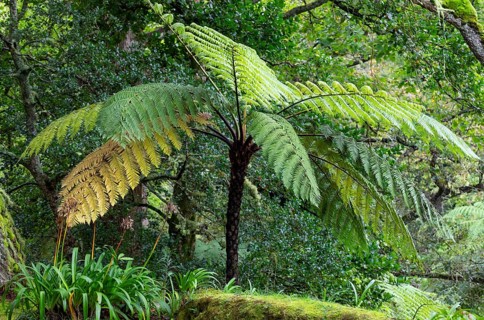 Tree ferns