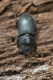 Lesser stag beetle