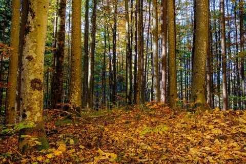 Beech forest in autumn