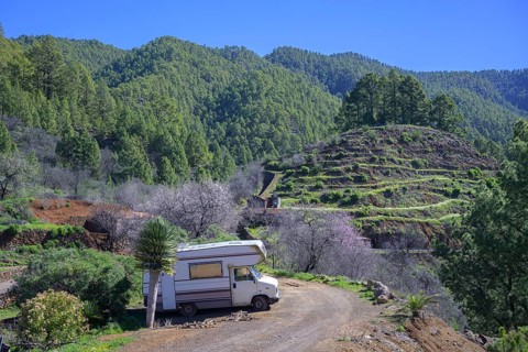 Old camping bus next to a dragon tree