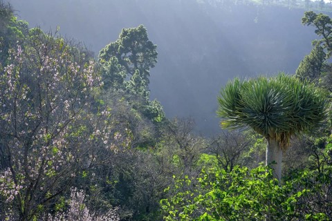 Almond tree and canary islands dragon tree