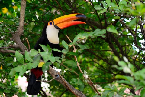 Toco toucan