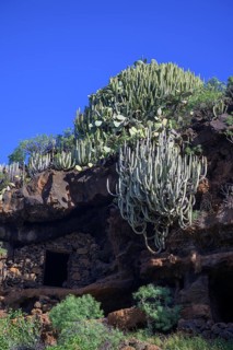 Canary island spurge