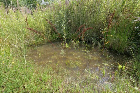 Yellow-bellied toad
