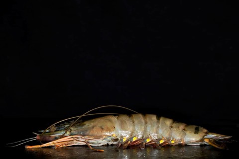 Giant tiger prawn