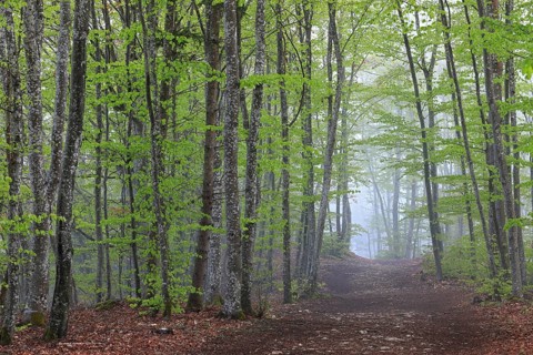 Path in a beech forest with new leaves