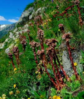 Mountain houseleek