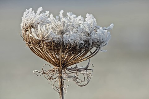 Wild carrot