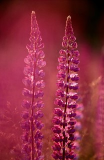 Narrow-leaved lupin