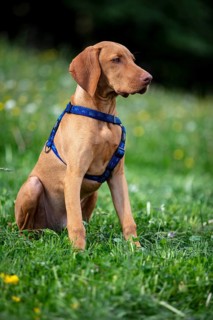 Vizsla puppy