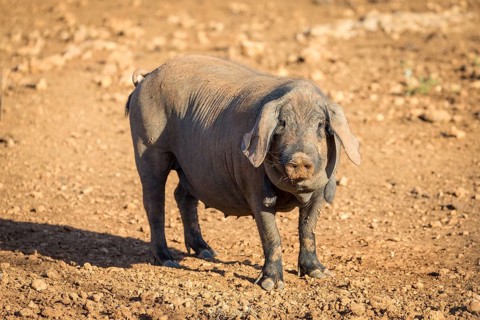 Iberian pig