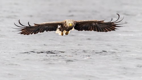 White-tailed eagle