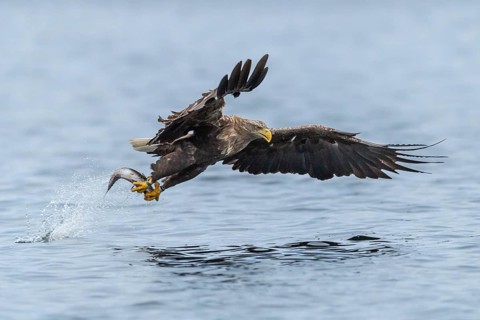 White-tailed eagle