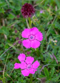 Wood pink