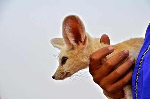 Hand holding desert fox