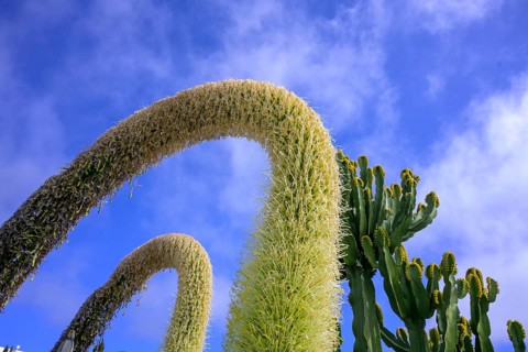 Flowering Dragon Tree Agave or lion's tail
