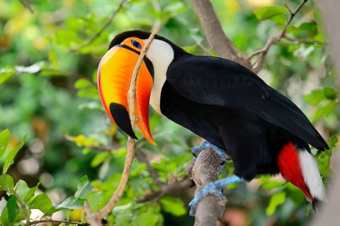 Toco toucan