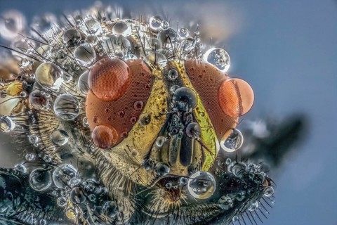 House fly