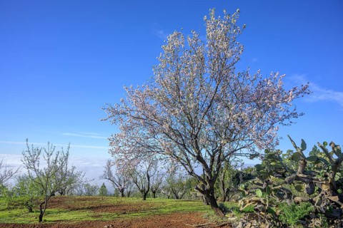 Flowering almond tree