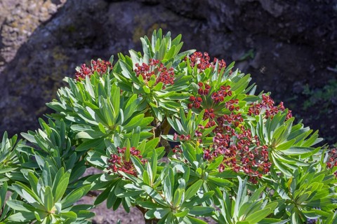Endemic tabaiba roja