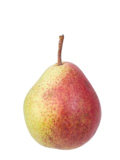 Pear variety Trout pear
